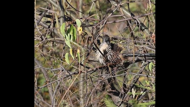 Lesser Roadrunner - ML628805941