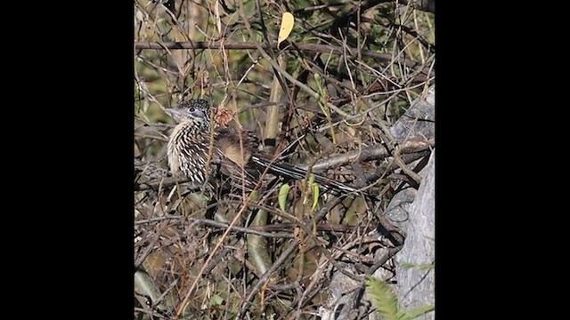 Lesser Roadrunner - ML628805942