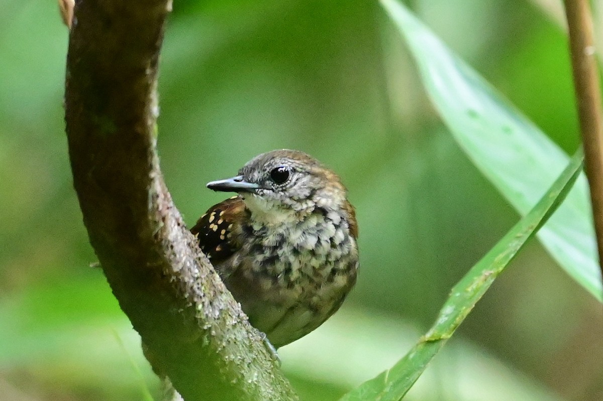 Gray-bellied Antbird - ML628806091
