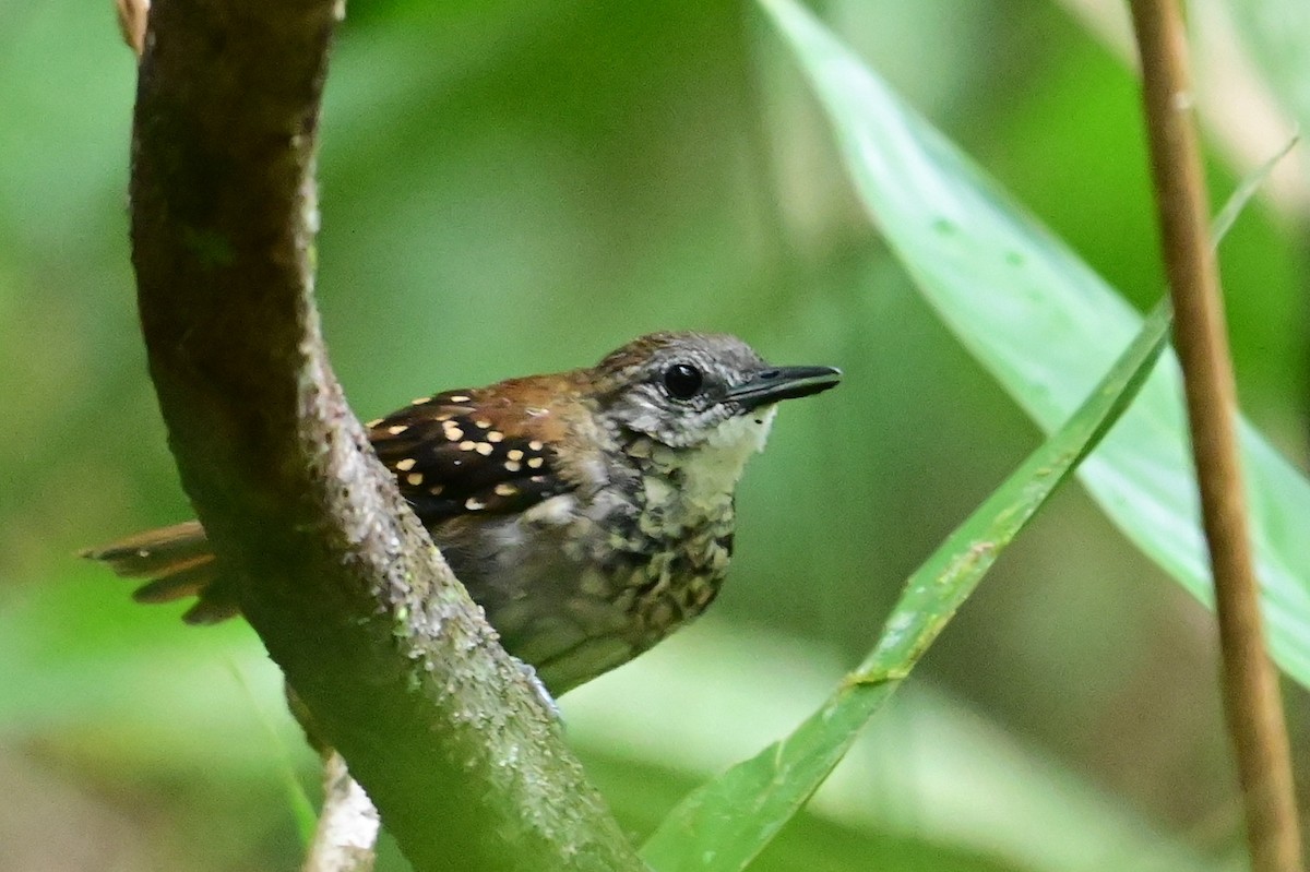 Gray-bellied Antbird - ML628806092