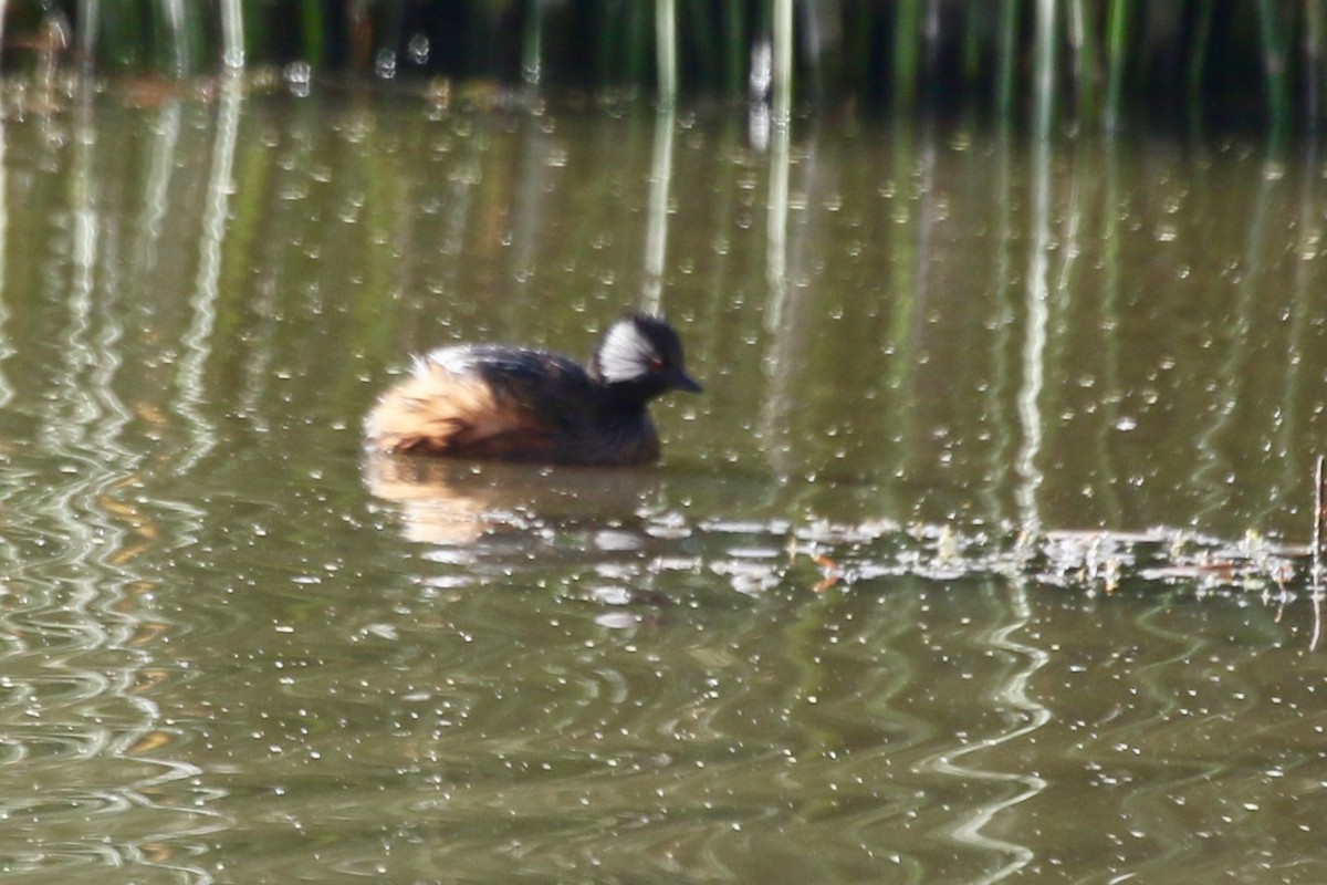 White-tufted Grebe - ML628806398
