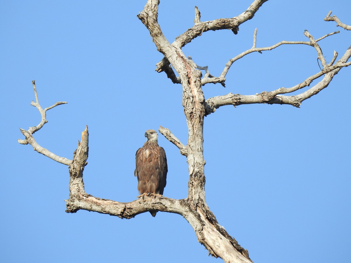 Madagascar Fish-Eagle - ML628806430