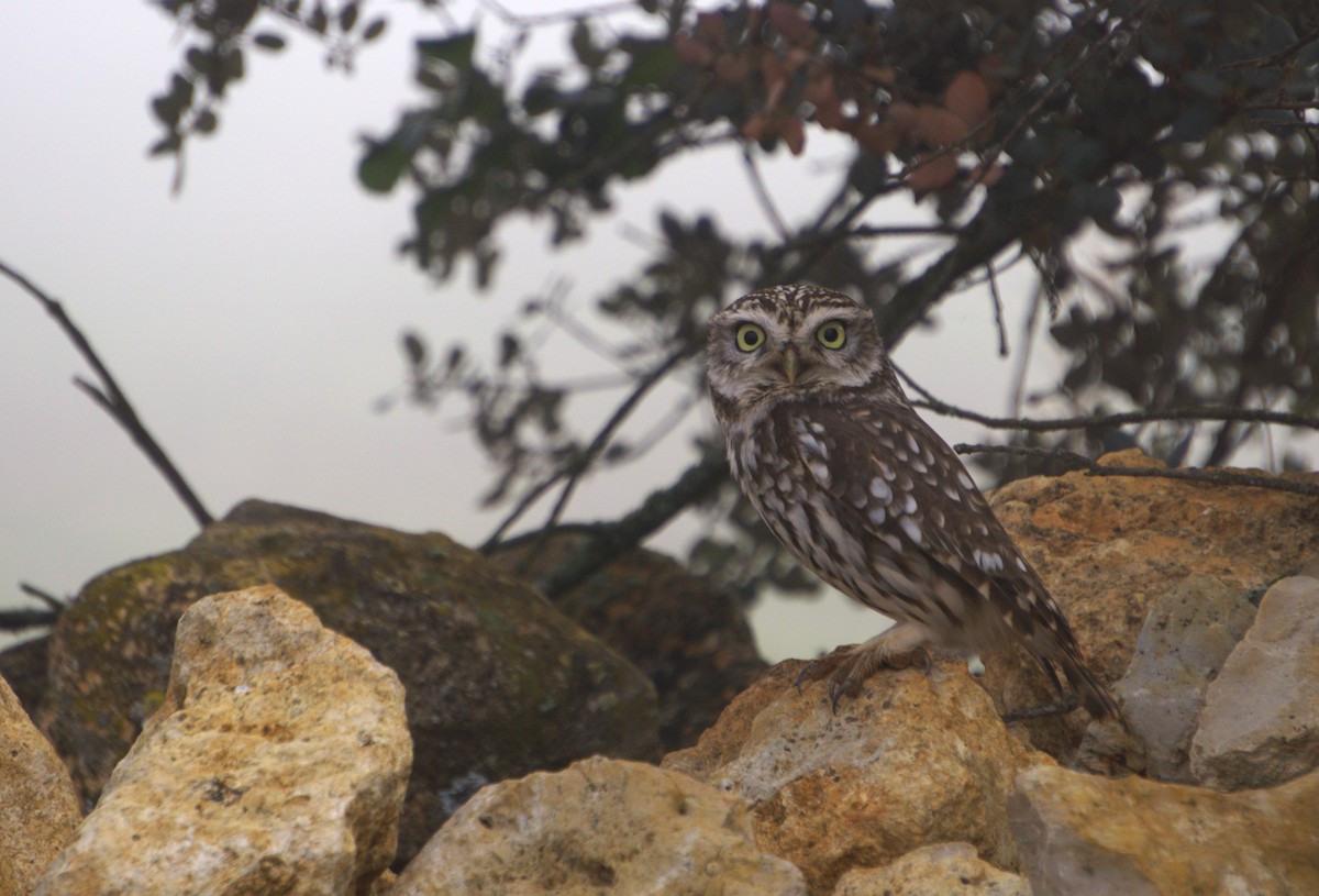 Little Owl - ML628806525