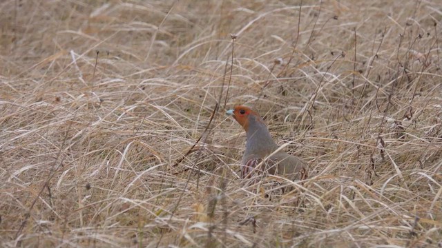 Gray Partridge - ML628806610