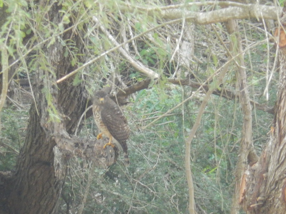 Roadside Hawk - ML628806674
