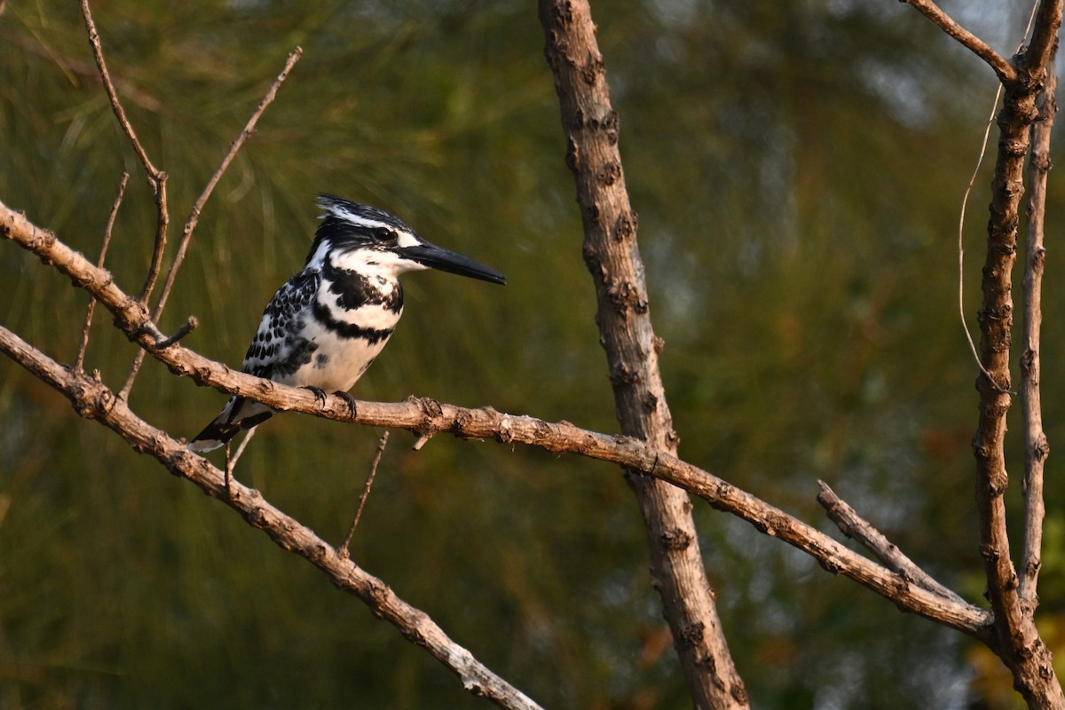 Pied Kingfisher - ML628806689
