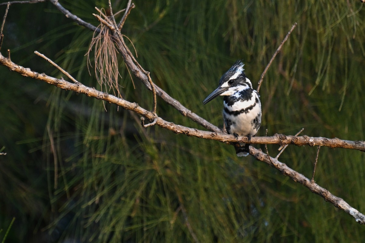 Pied Kingfisher - ML628806690