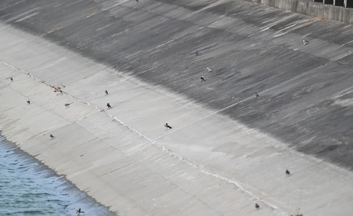 White Wagtail - ML628806695