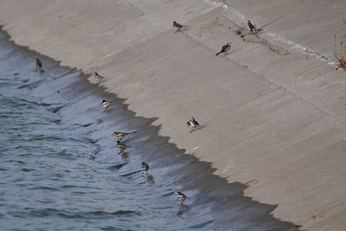 White Wagtail - ML628806696