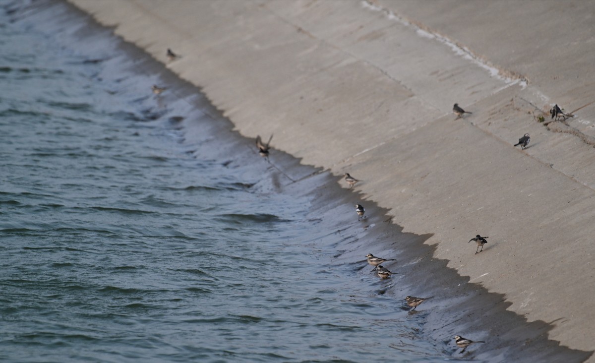 White Wagtail - ML628806703