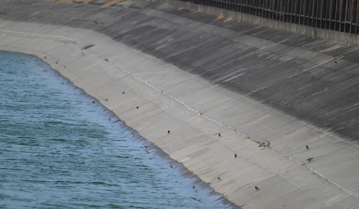 White Wagtail - ML628806704