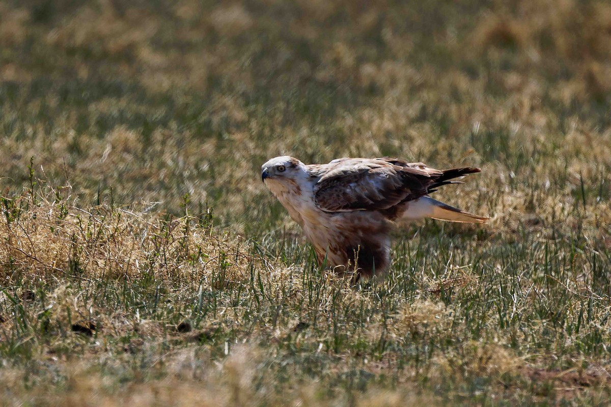 Upland Buzzard - ML628806729