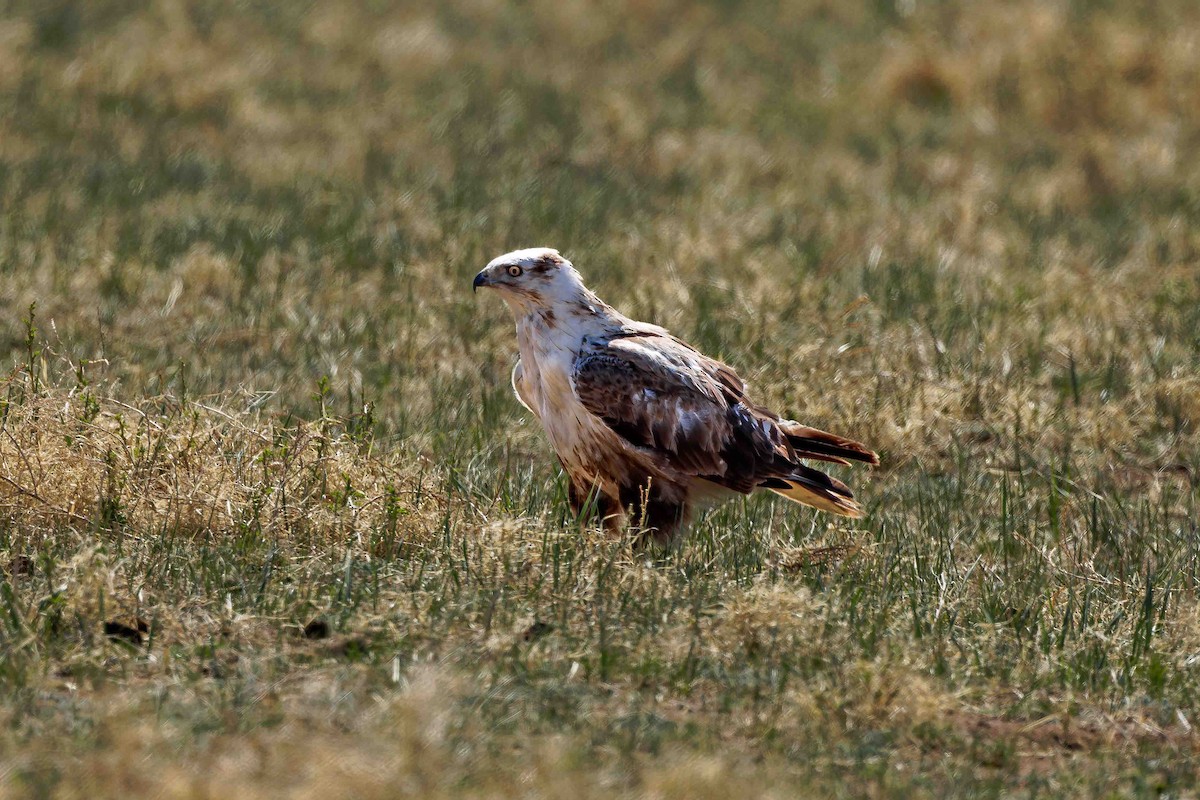 Upland Buzzard - ML628806730