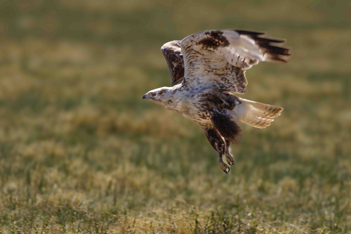 Upland Buzzard - ML628806731