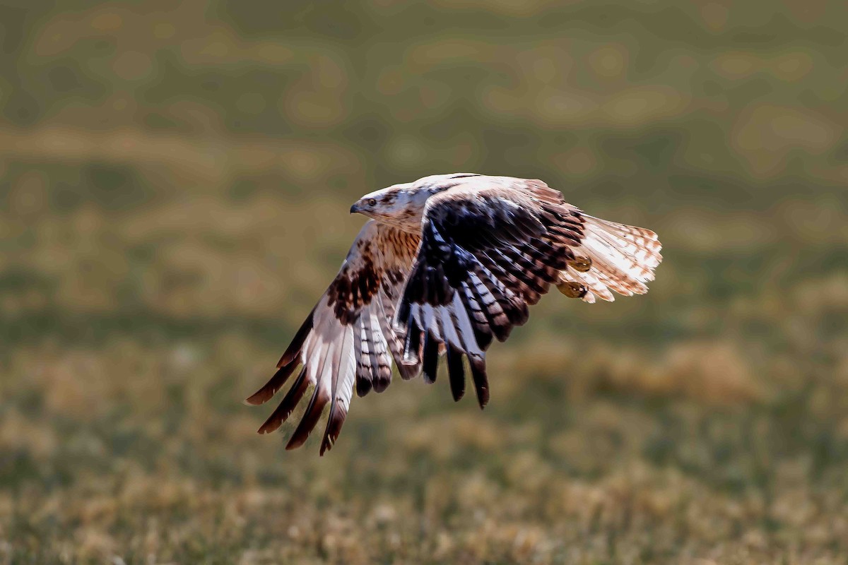 Upland Buzzard - ML628806732