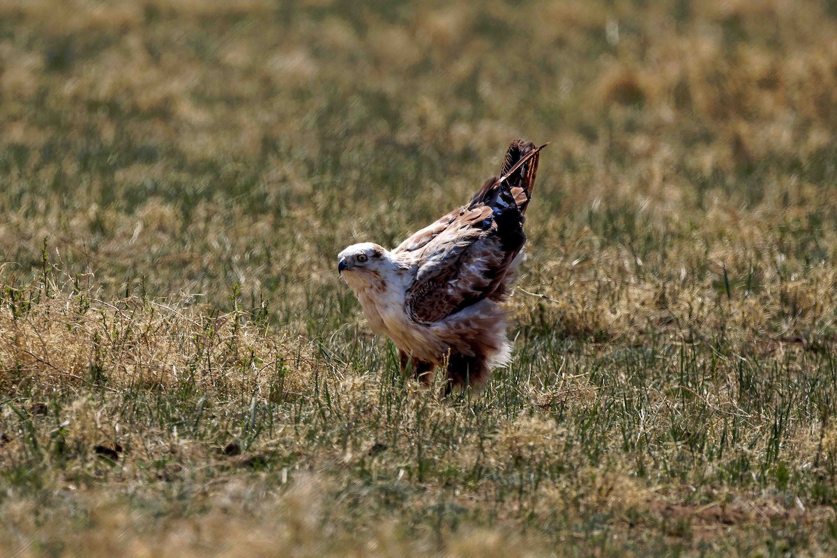 Upland Buzzard - ML628806733