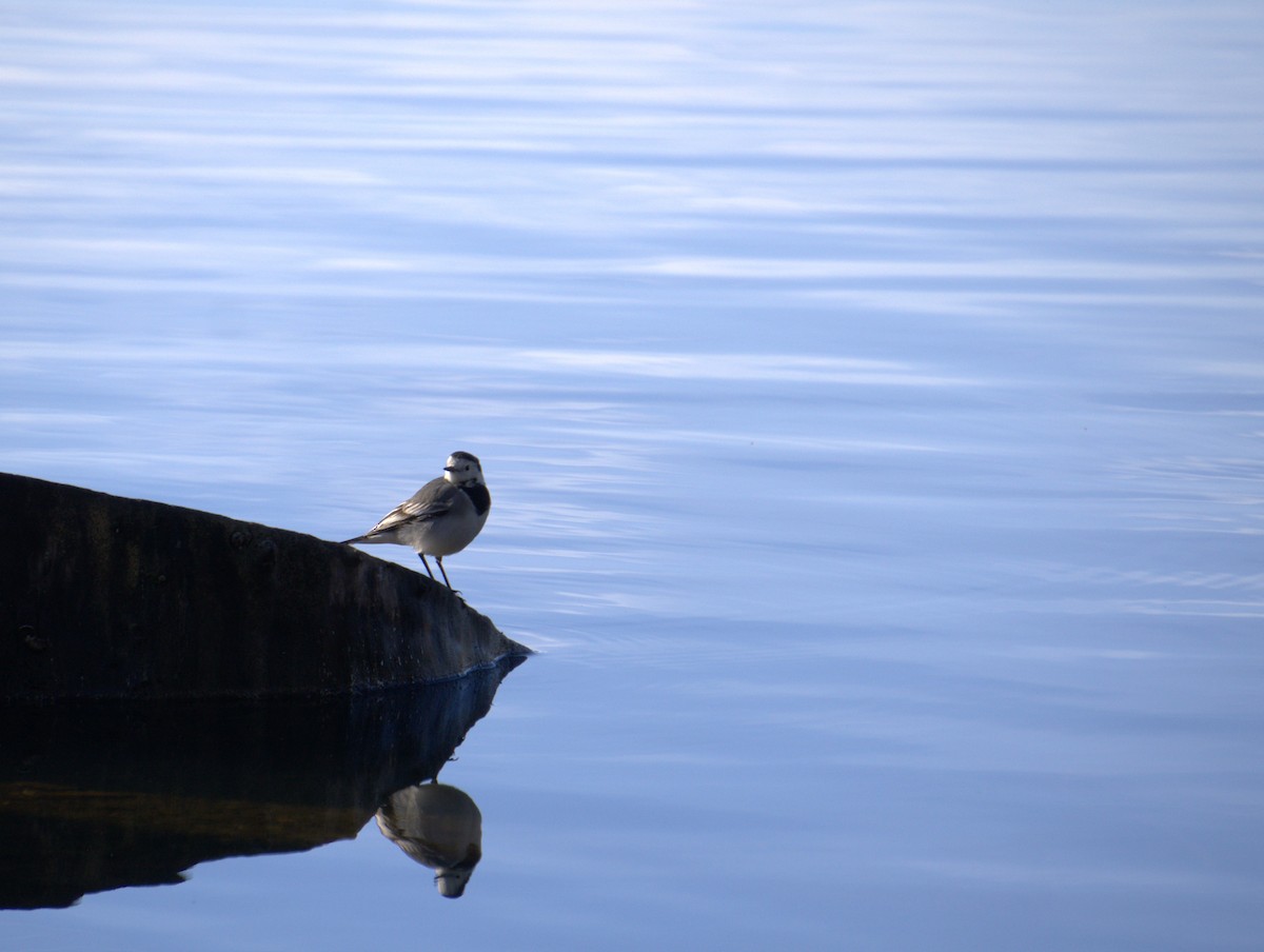 White Wagtail - ML628806750