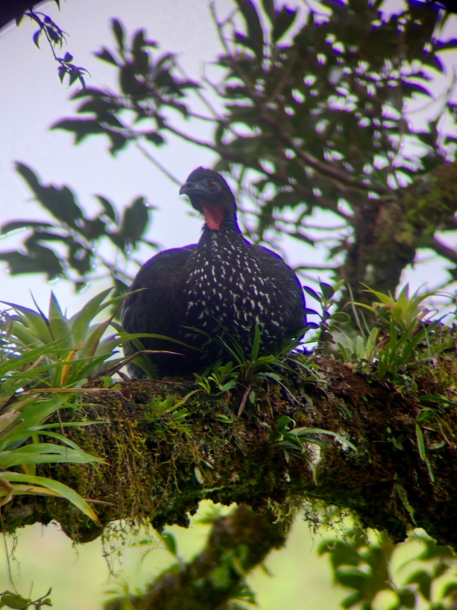 Crested Guan - ML628806767