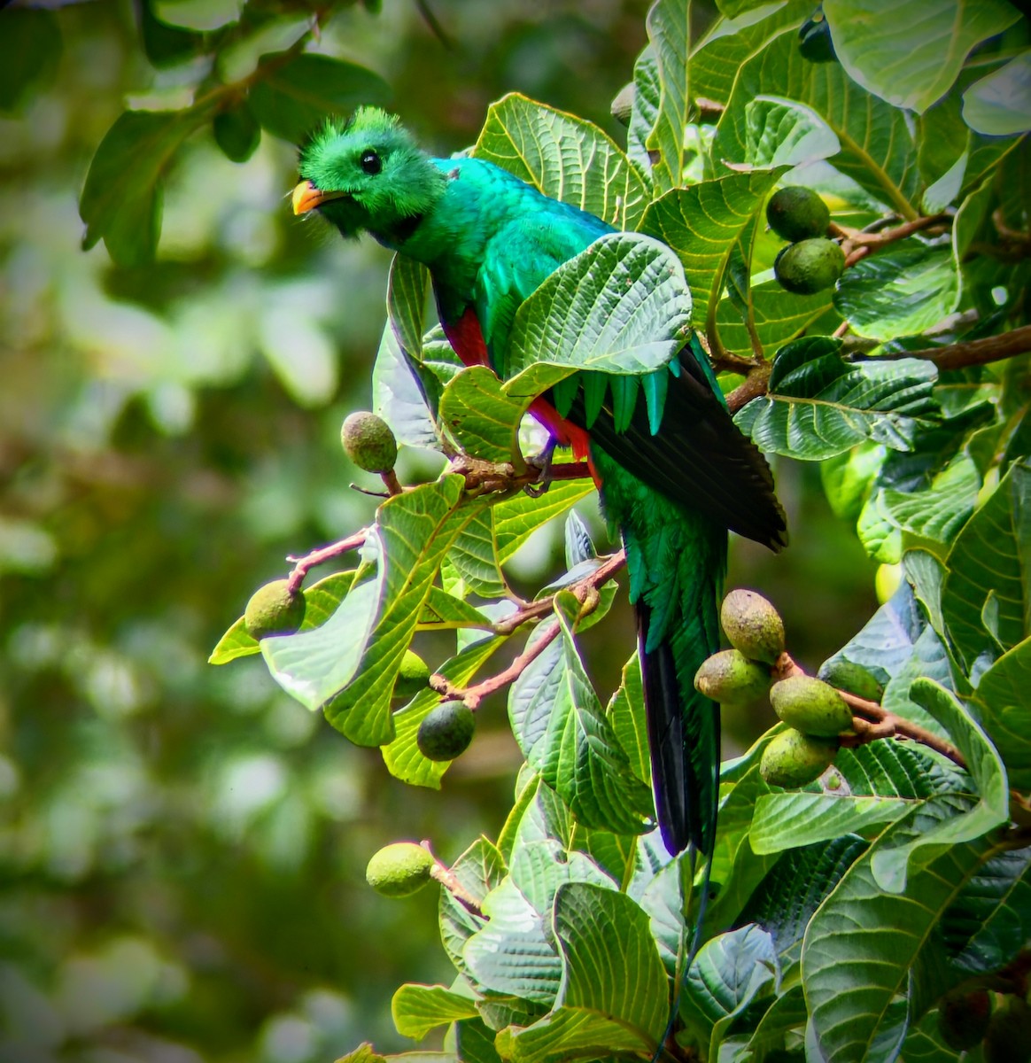 Resplendent Quetzal - ML628806795