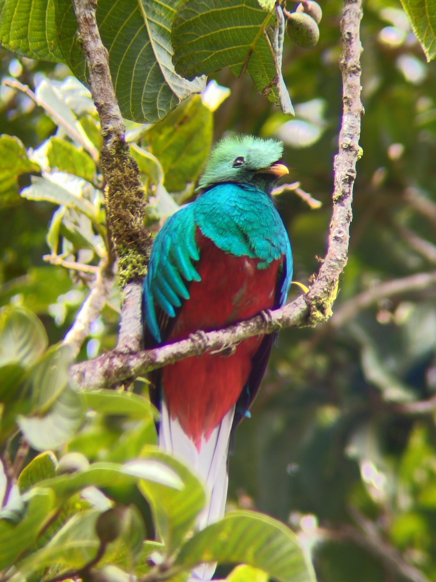 Resplendent Quetzal - ML628806796