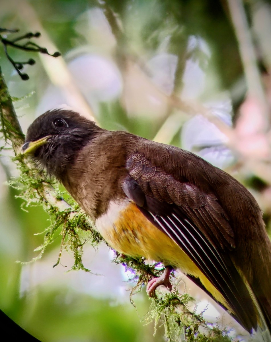 Collared Trogon - ML628806802