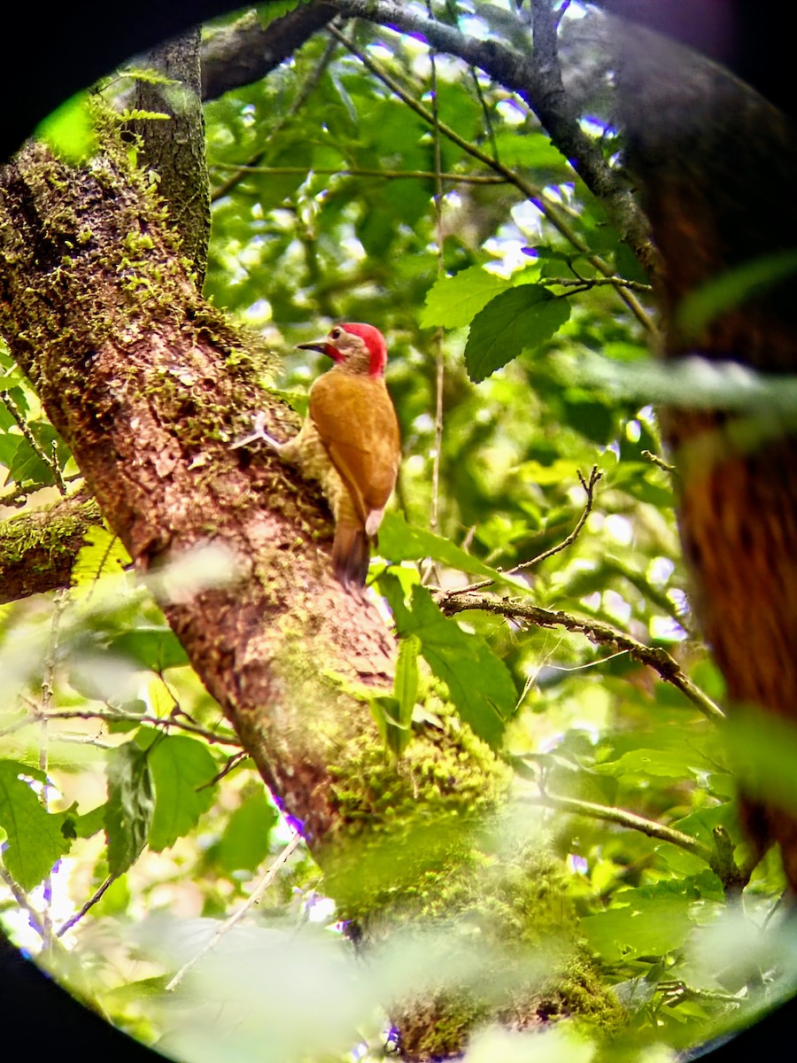 Golden-olive Woodpecker - ML628806805
