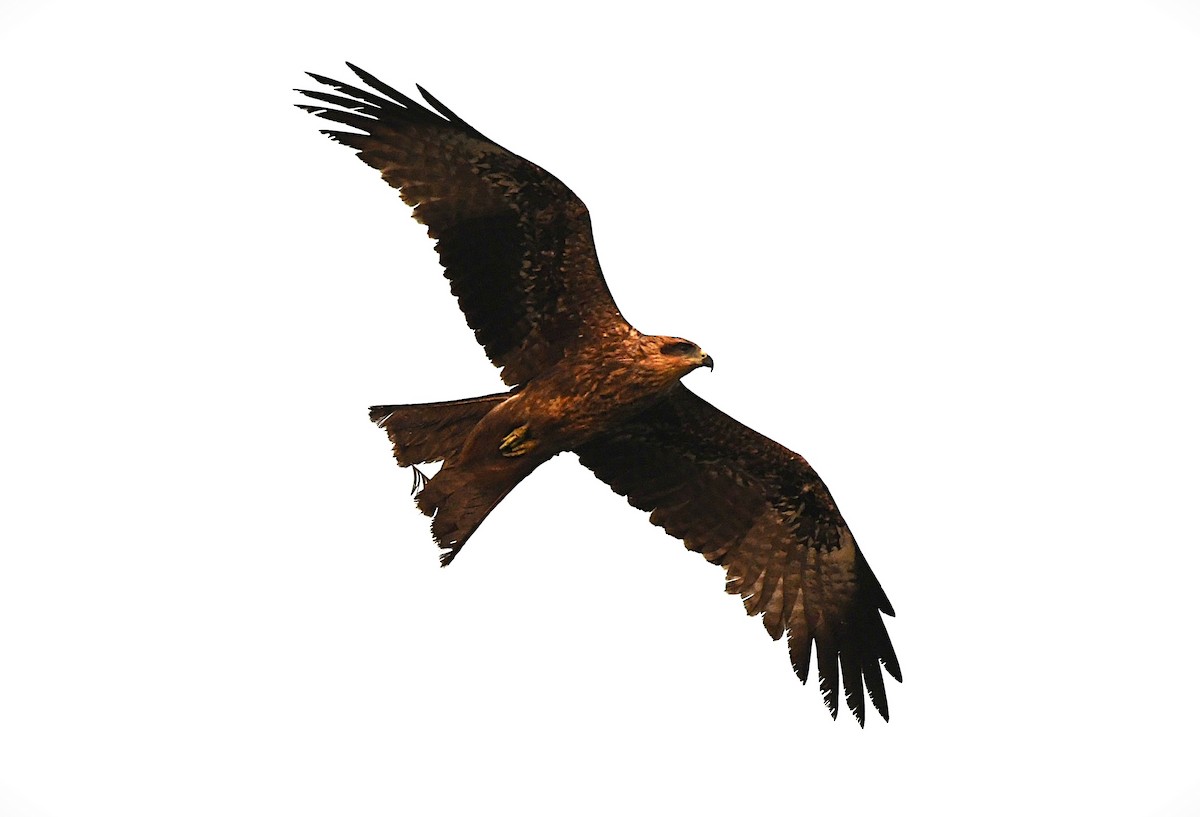 Black Kite - ML628806957