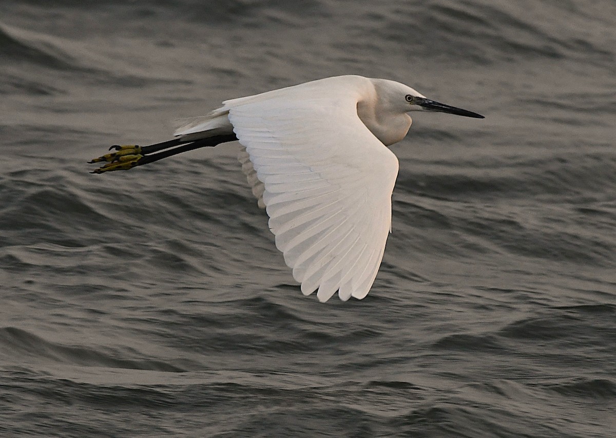 Western Reef-Heron - ML628806991