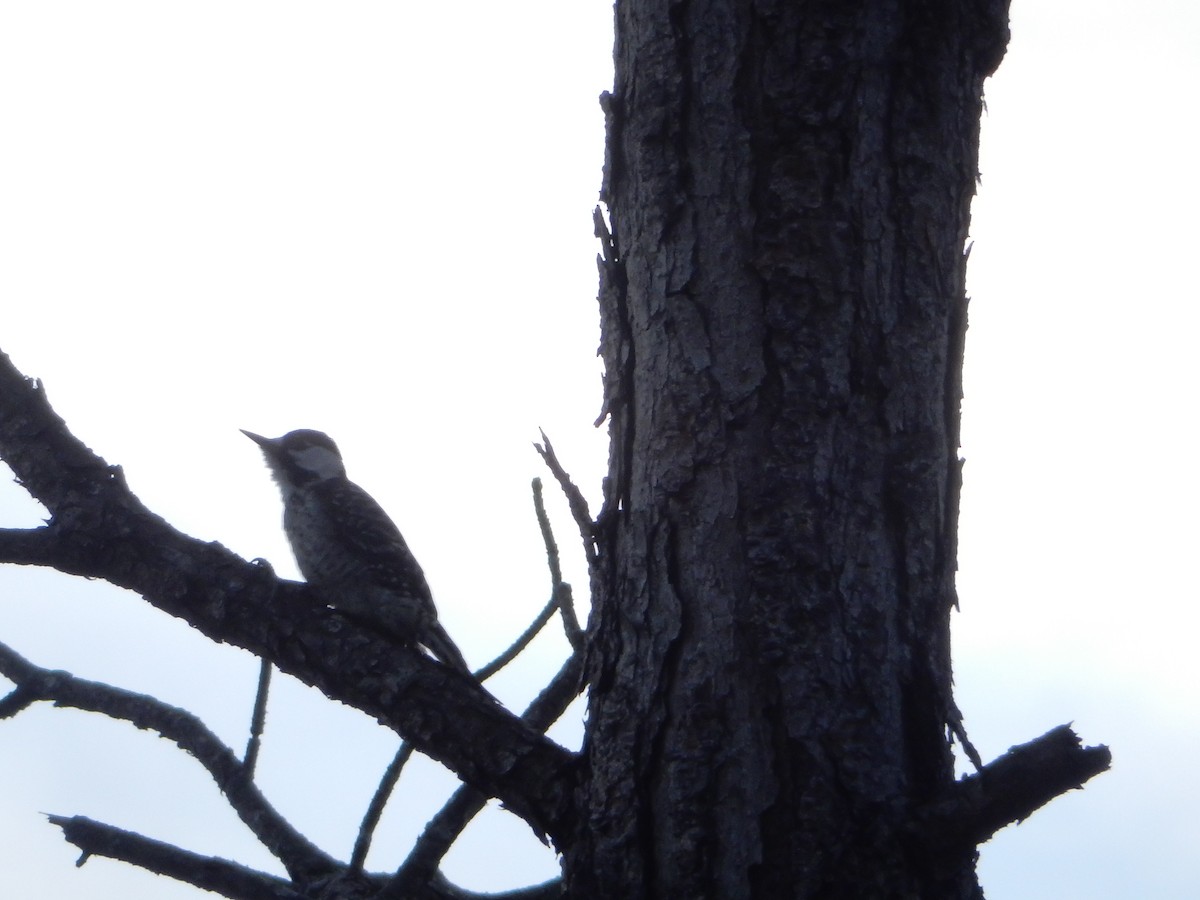 Red-cockaded Woodpecker - ML628807013