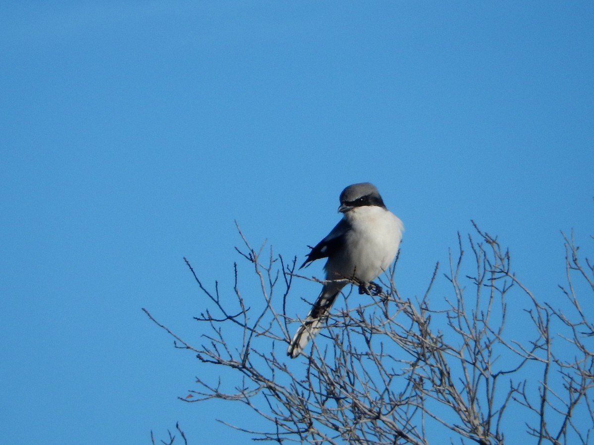 Loggerhead Shrike - ML628807021