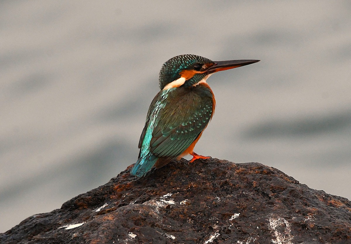 Common Kingfisher - ML628807022