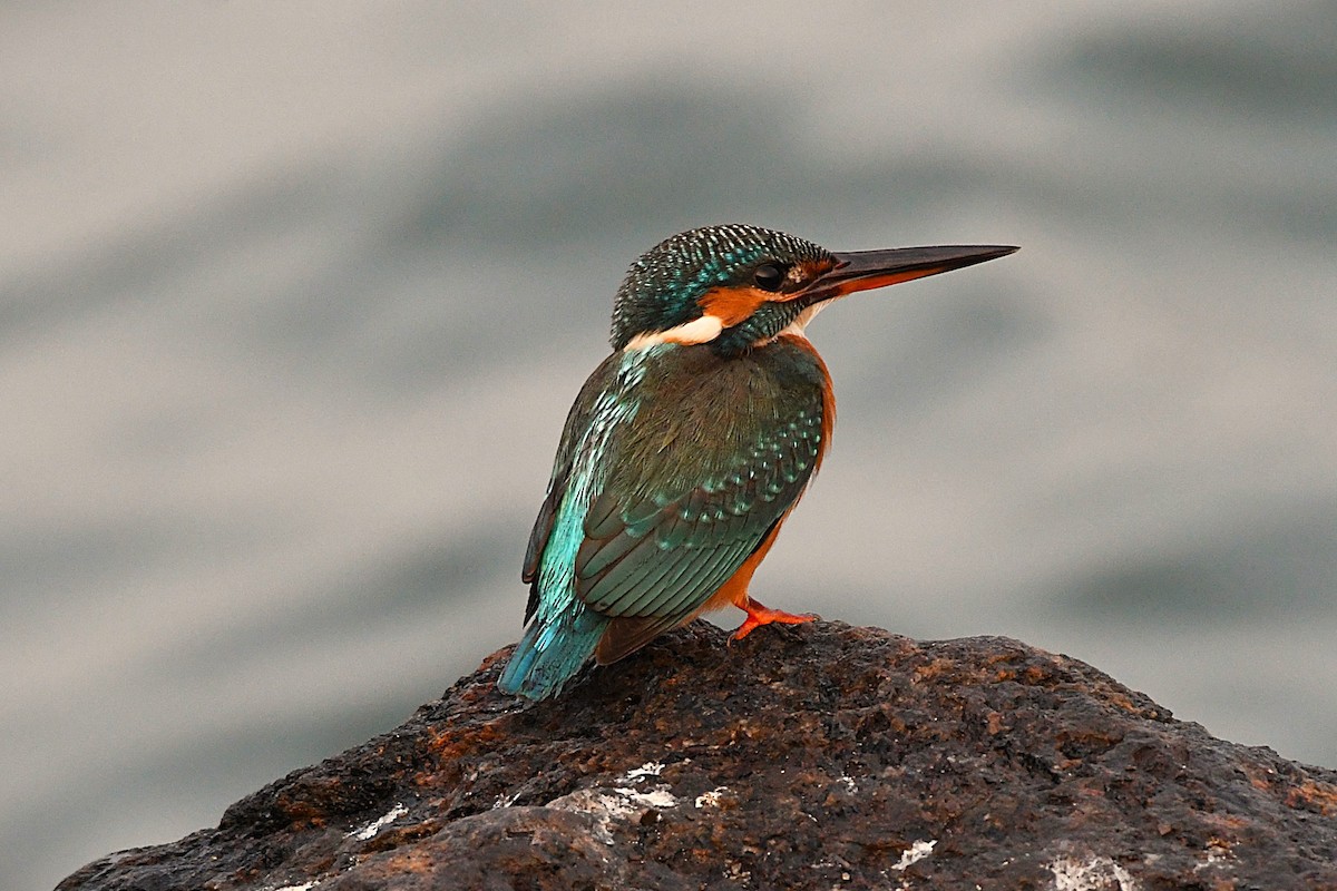 Common Kingfisher - ML628807057