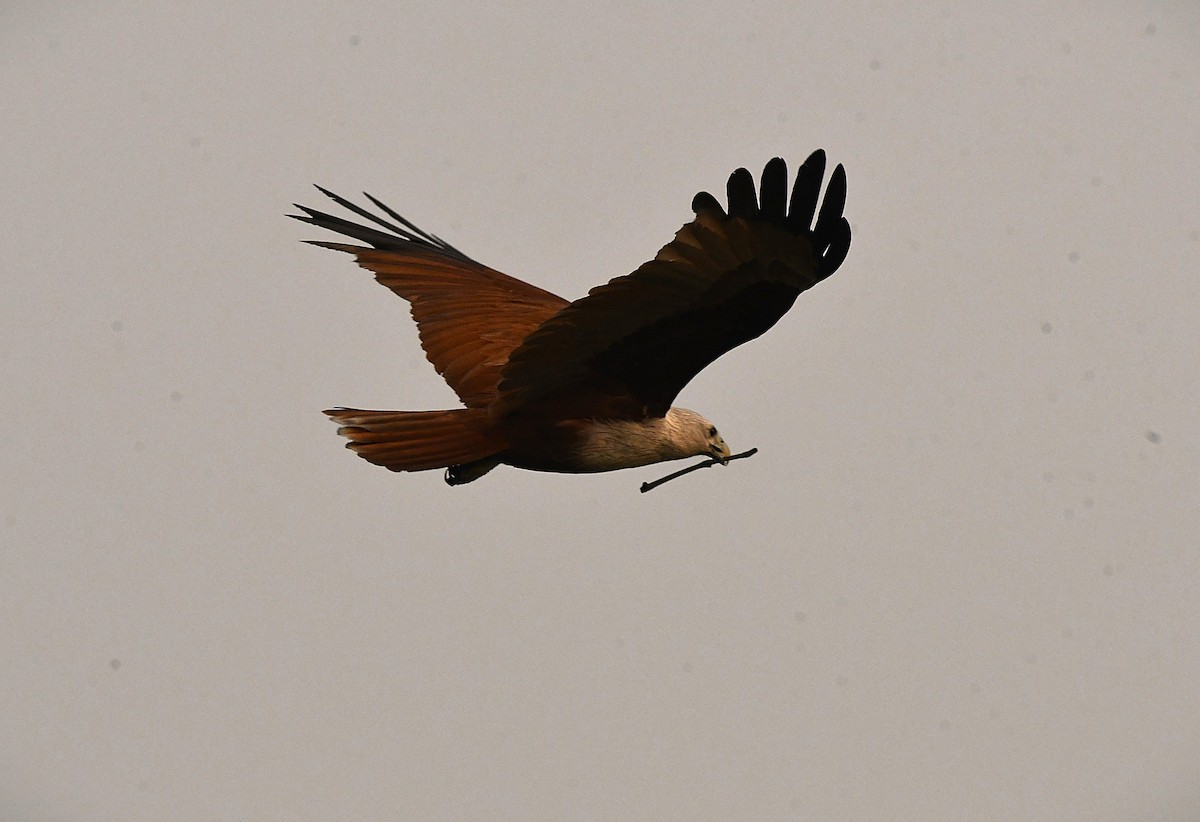 Brahminy Kite - ML628807070