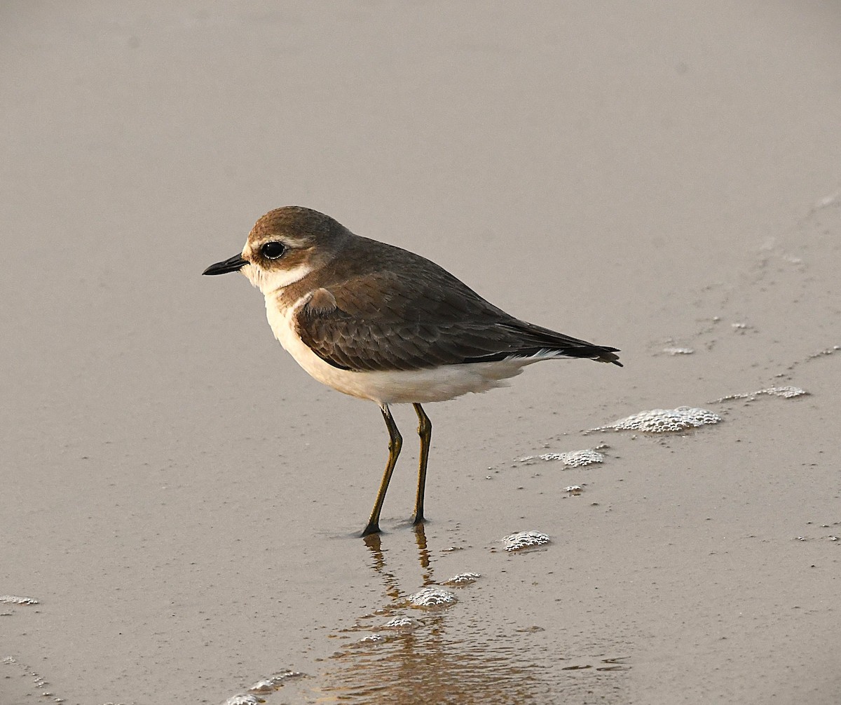 Tibetan Sand-Plover - ML628807108