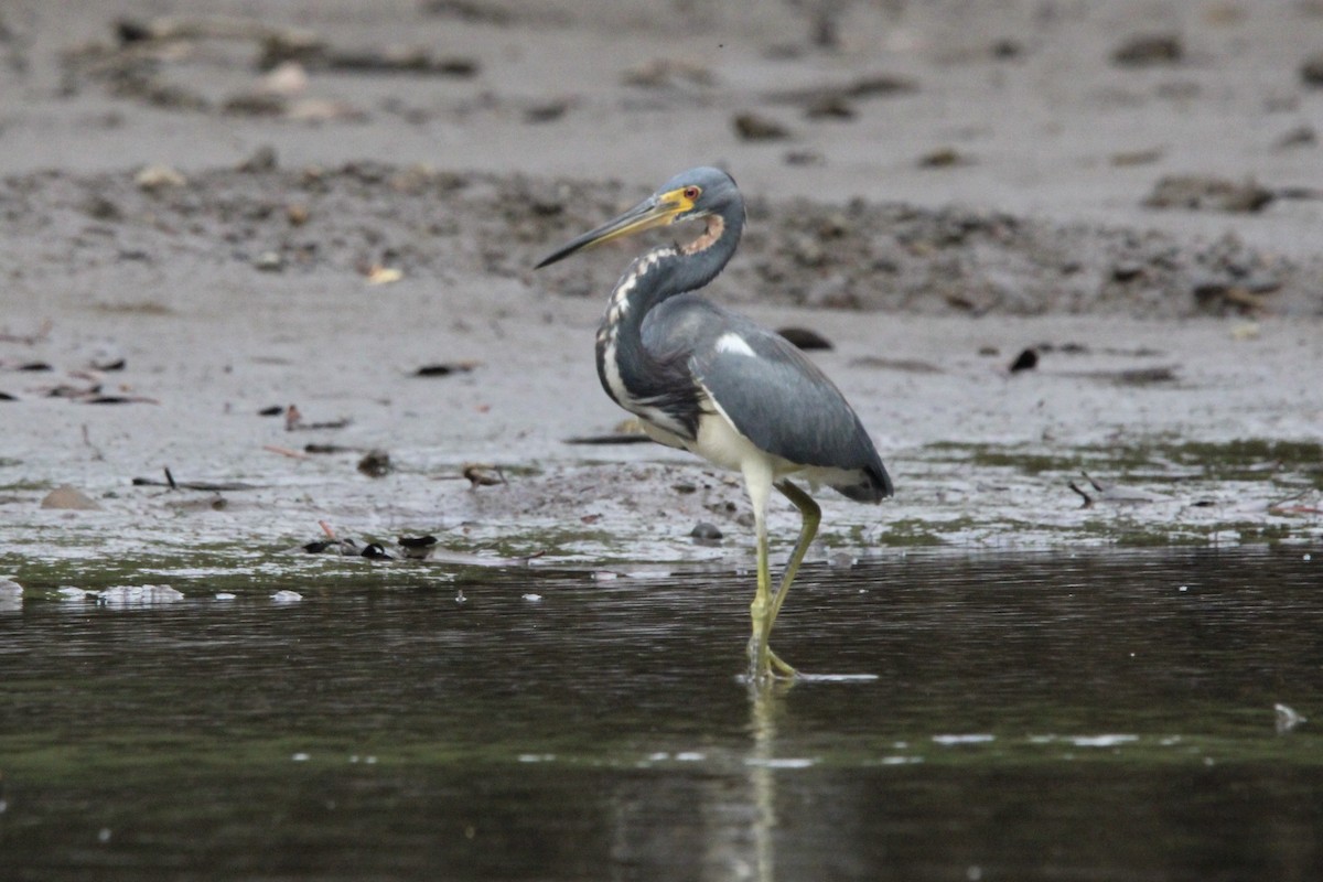 Tricolored Heron - ML628807122
