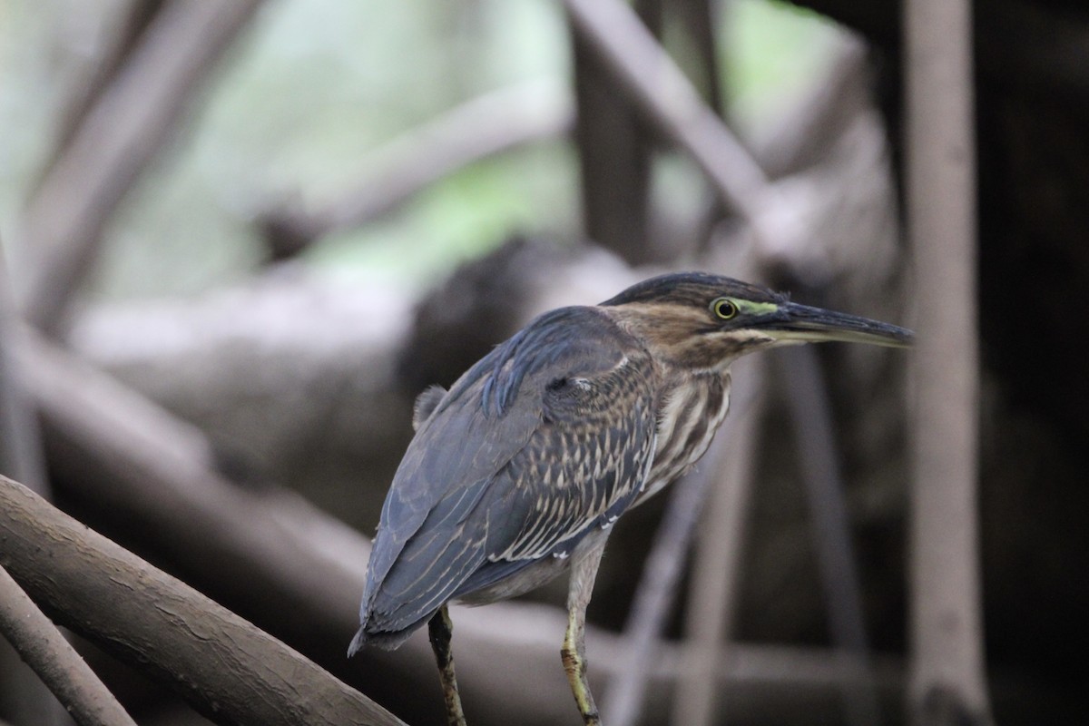Green Heron - ML628807132
