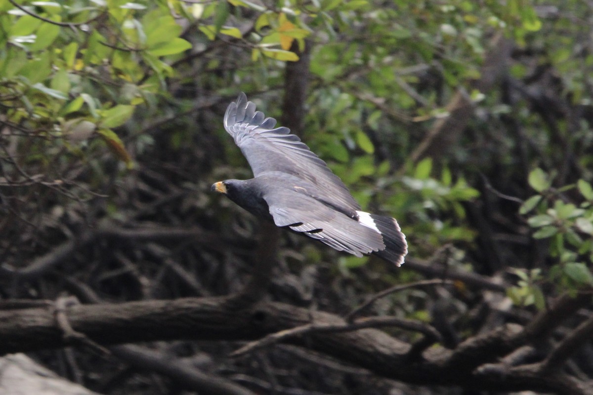 Common Black Hawk - ML628807148