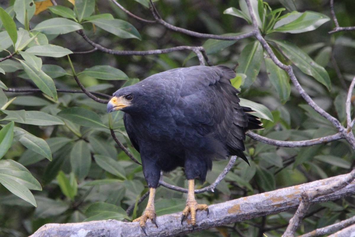 Common Black Hawk - ML628807149