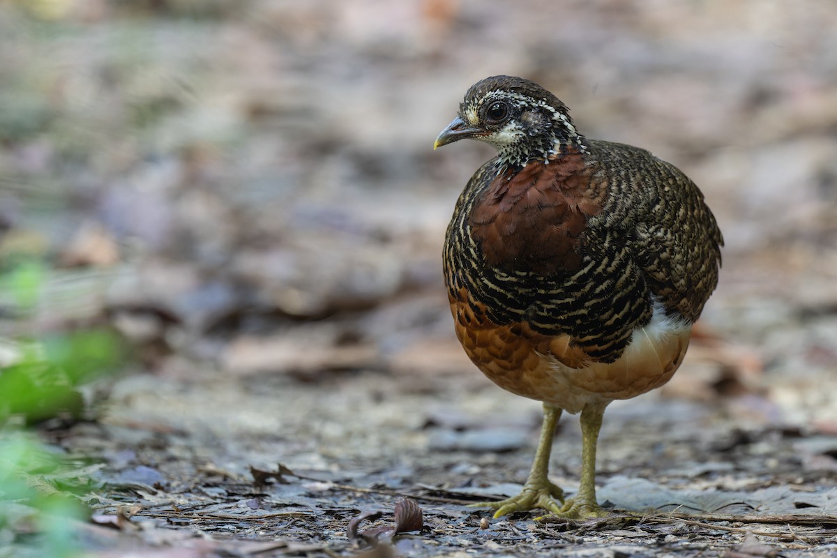 Sabah Partridge - ML628807153