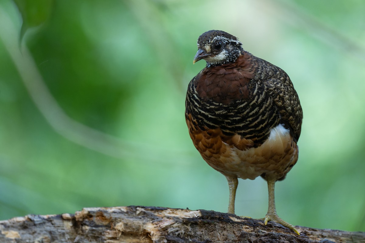 Sabah Partridge - ML628807154