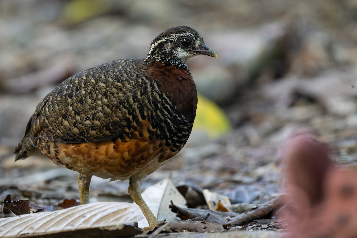 Sabah Partridge - ML628807155