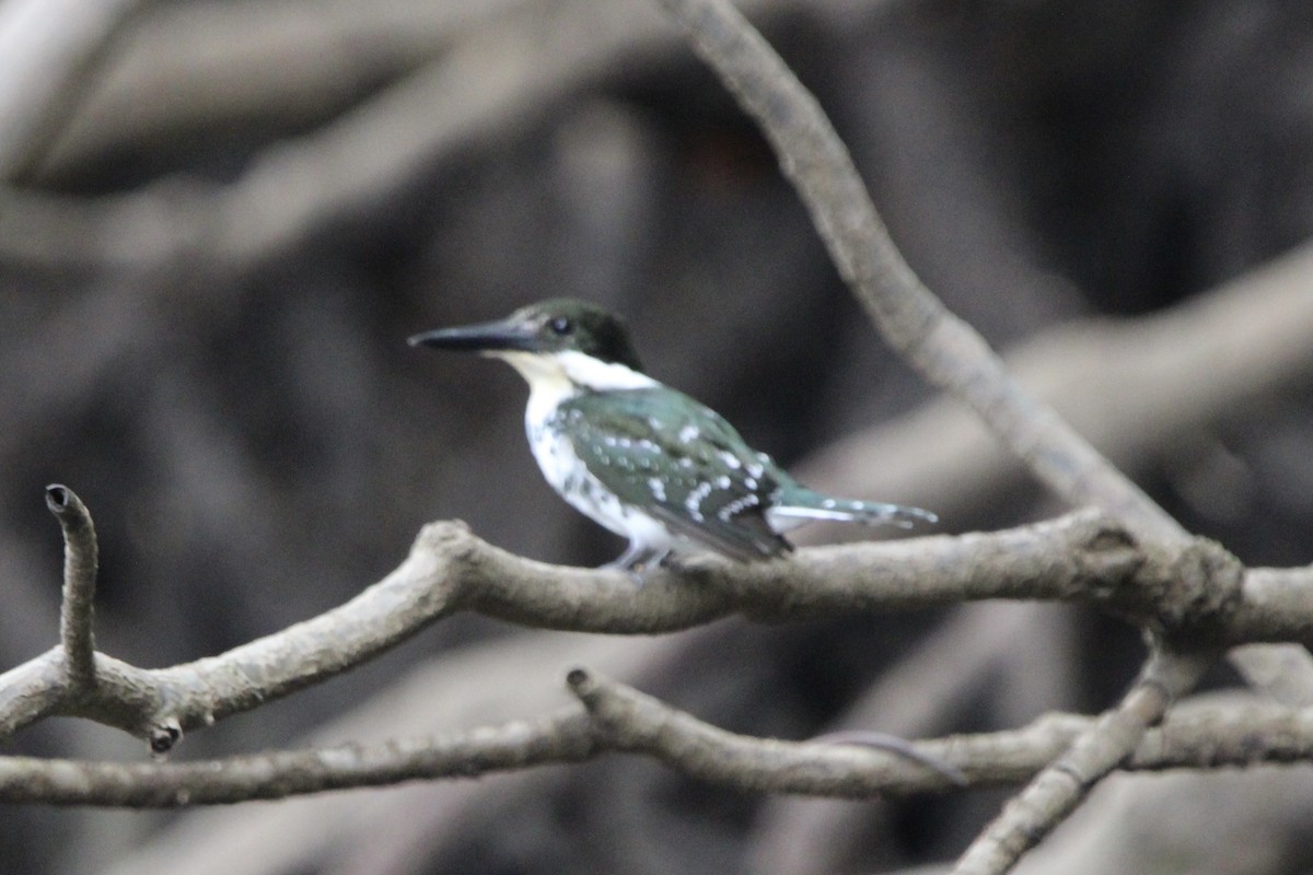 Green Kingfisher - ML628807168