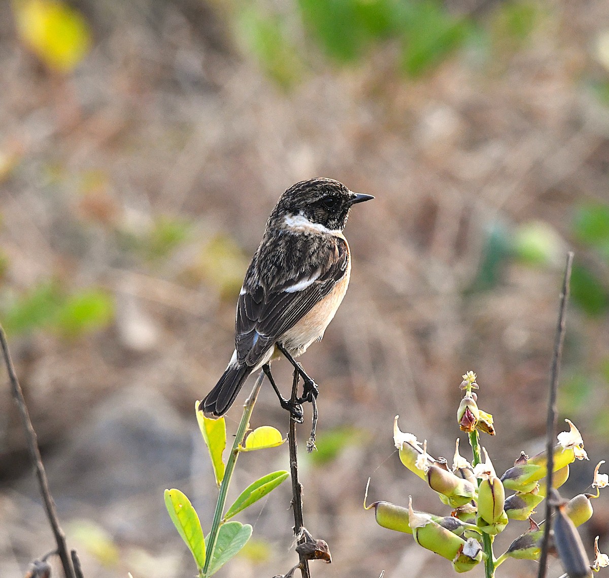 Siberian Stonechat - ML628807172