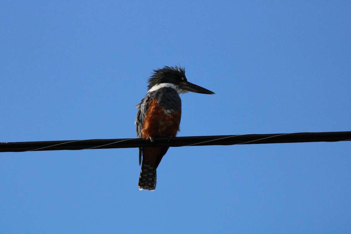 Ringed Kingfisher - ML628807184