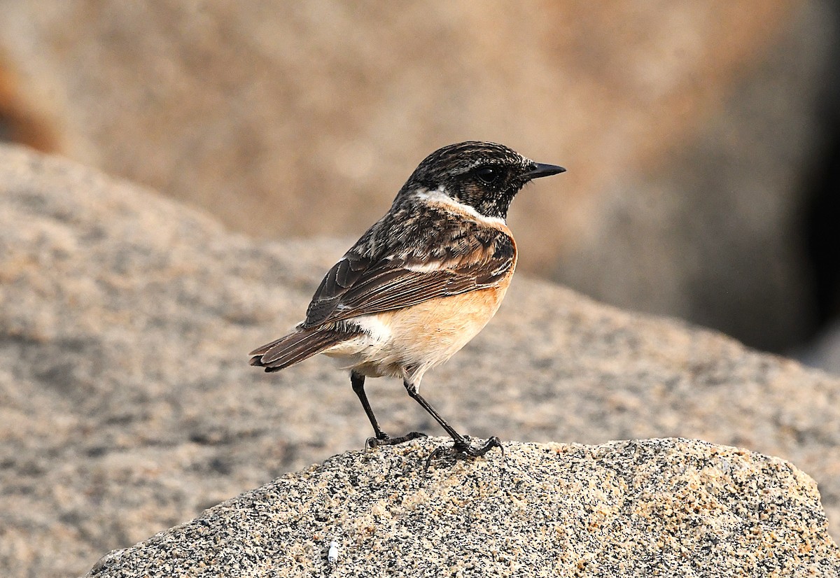 Siberian Stonechat - ML628807194