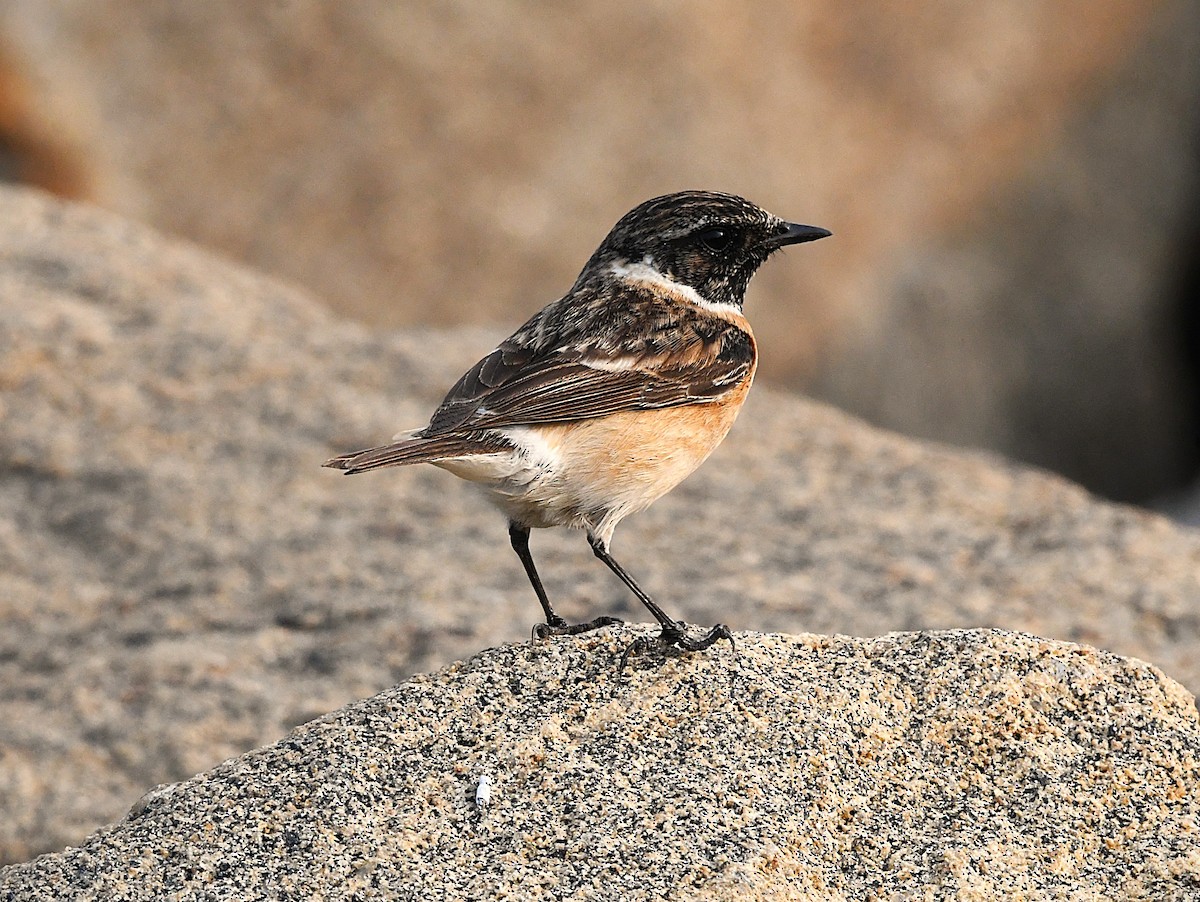 Siberian Stonechat - ML628807227