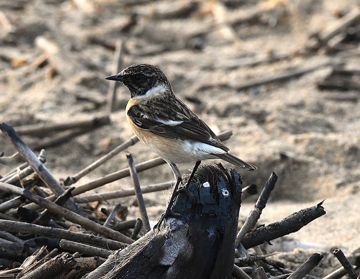 Siberian Stonechat - ML628807283