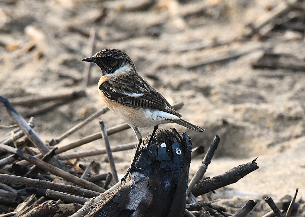 Siberian Stonechat - ML628807326