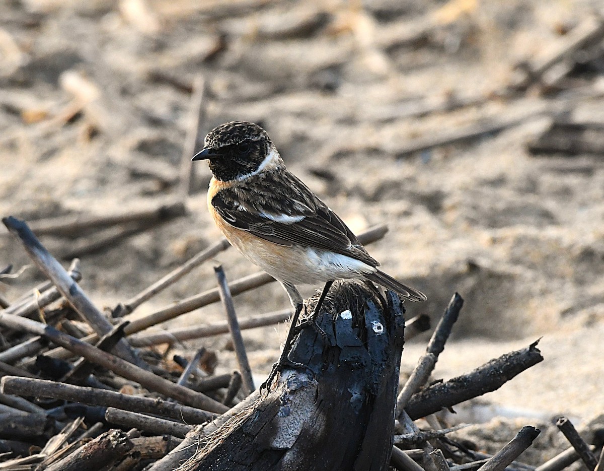 Siberian Stonechat - ML628807356