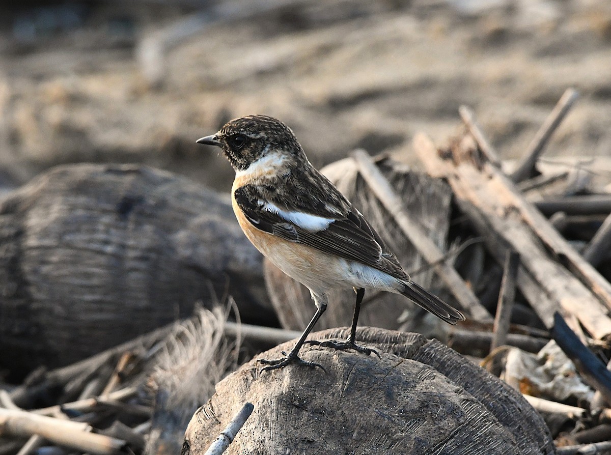 Siberian Stonechat - ML628807444